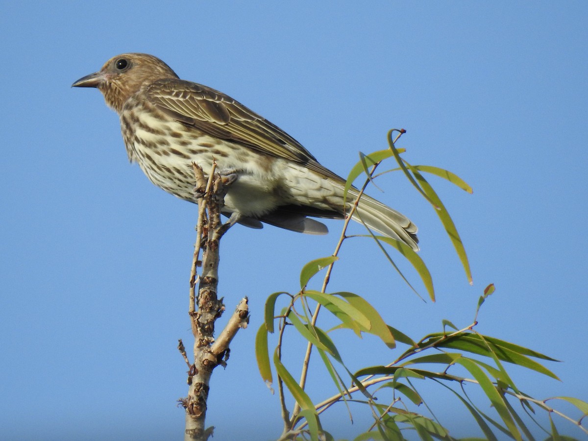 Australasian Figbird - ML619148295