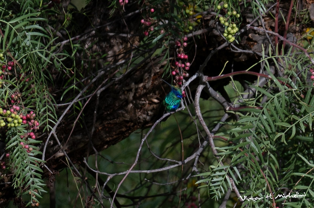 kolibřík modrolící - ML619148302