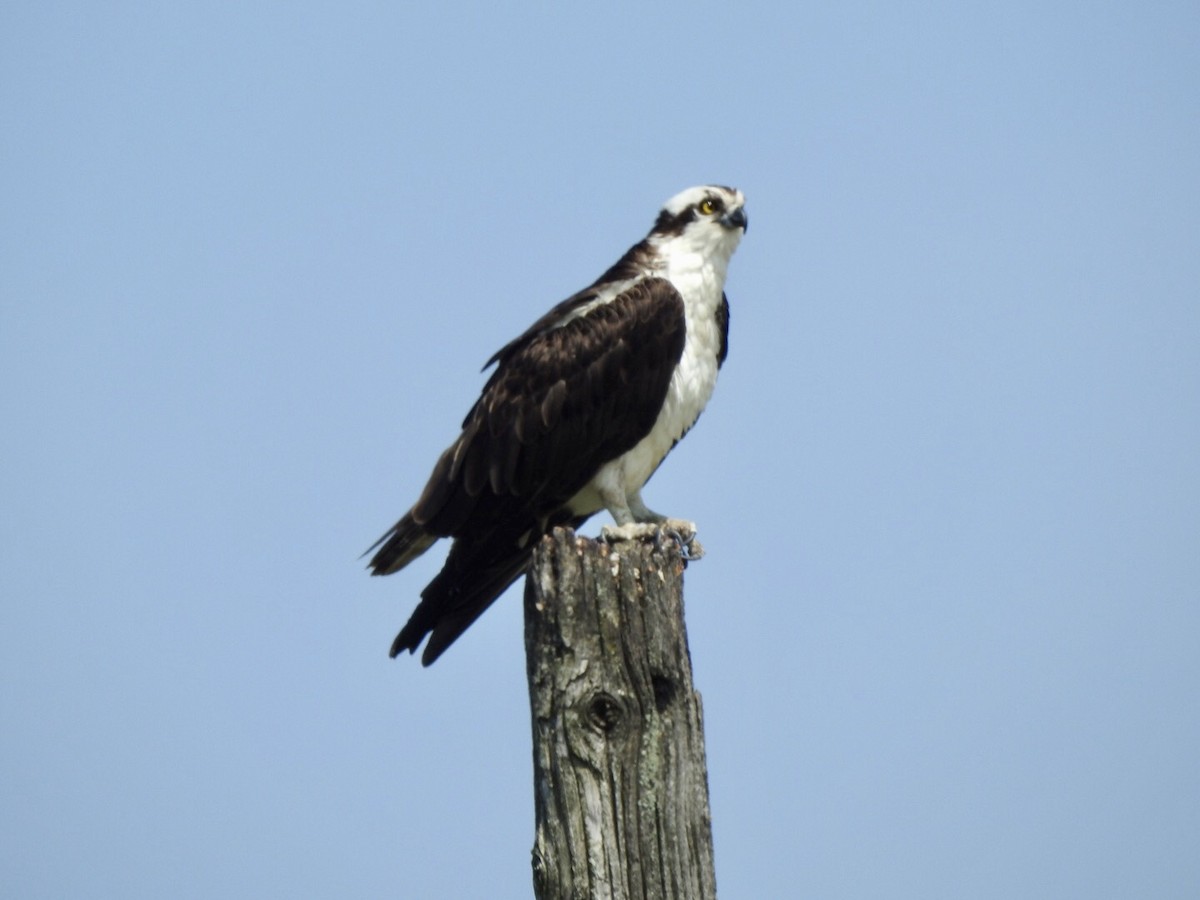 eBird Checklist - 16 May 2024 - Lake Erie Metropark--Marshlands Nature ...