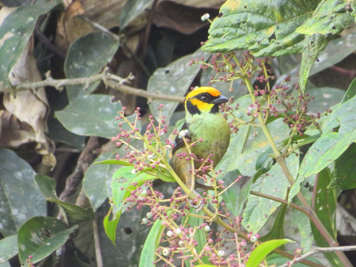 Flame-faced Tanager - ML619148324