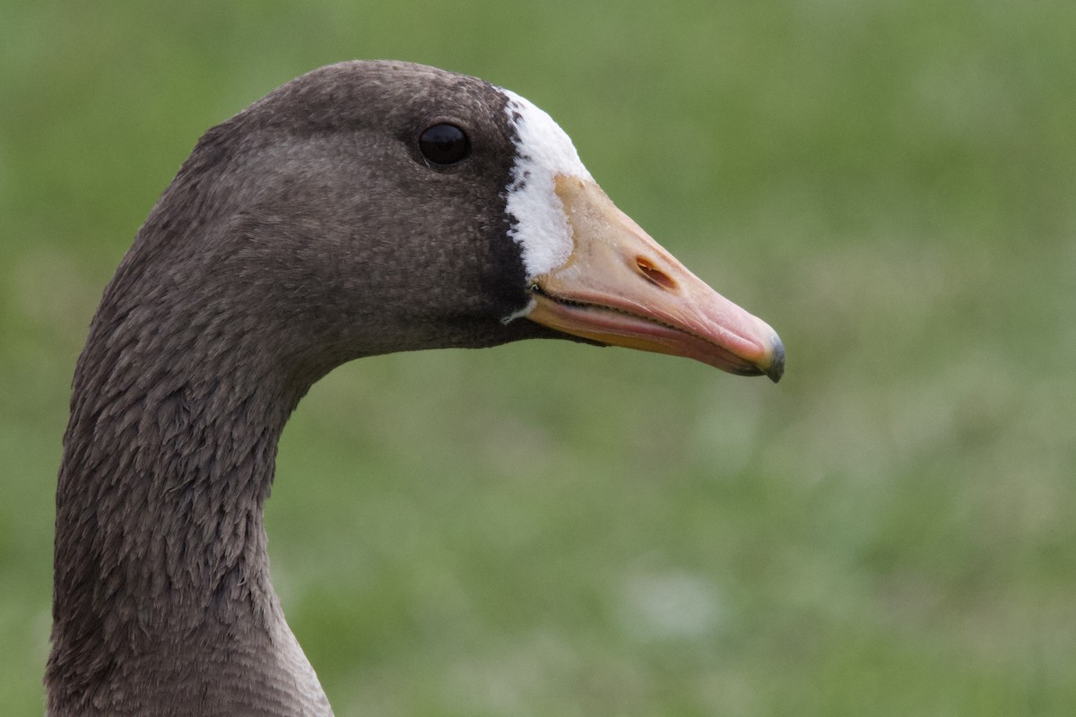 Greater White-fronted Goose - ML619148332