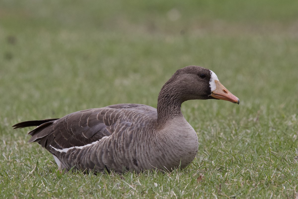Greater White-fronted Goose - ML619148334
