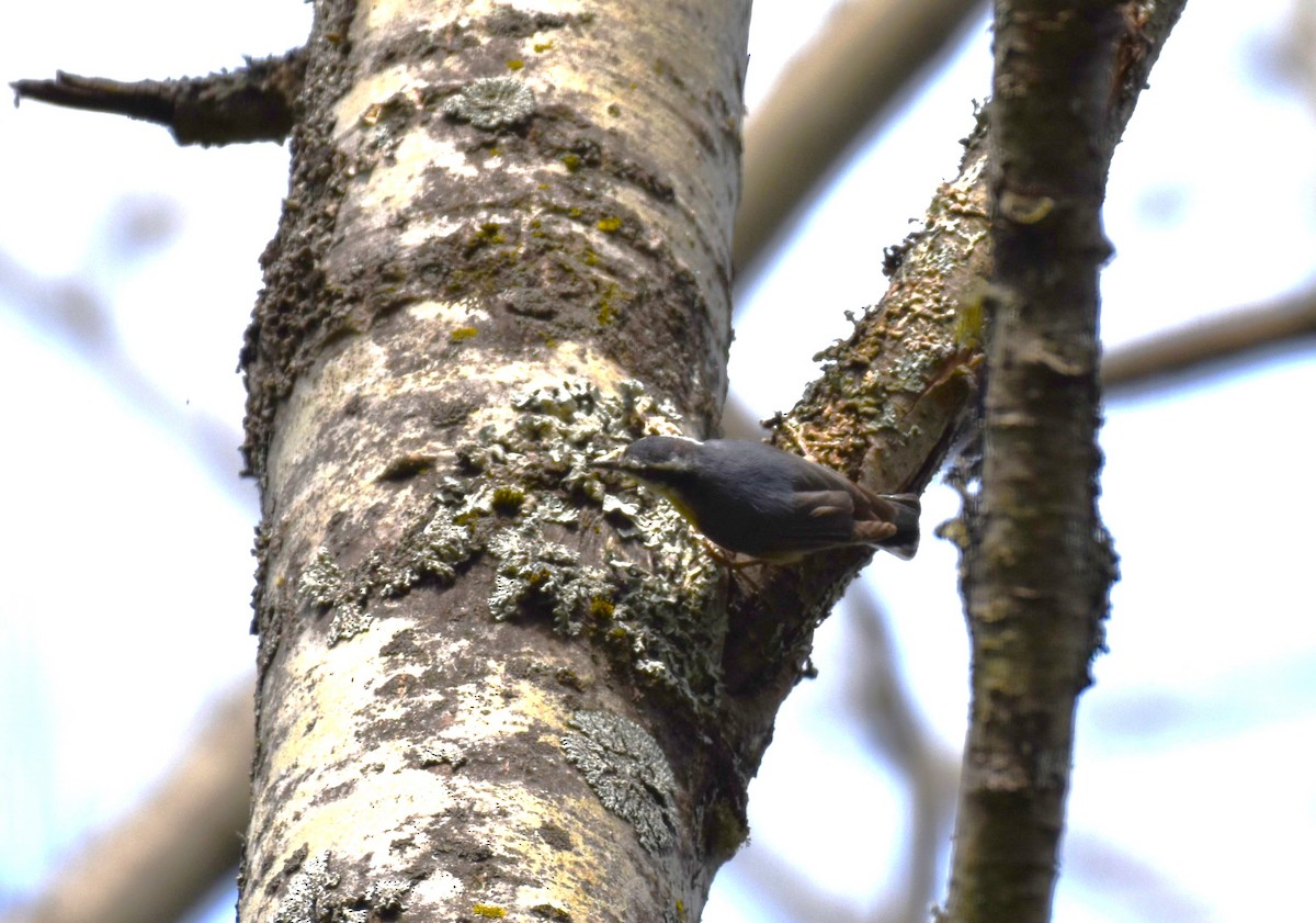 Red-breasted Nuthatch - ML619148338