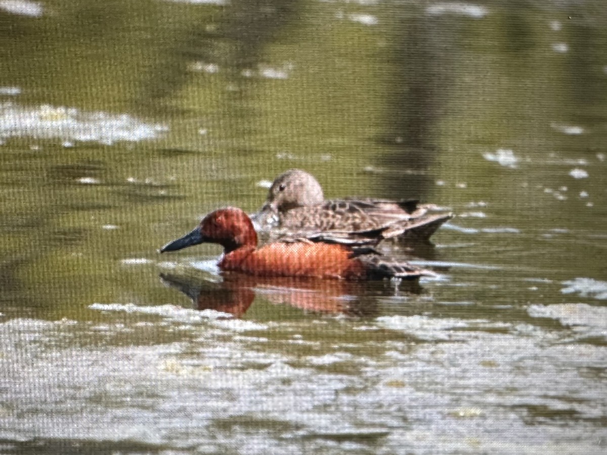 Cinnamon Teal - ML619148342