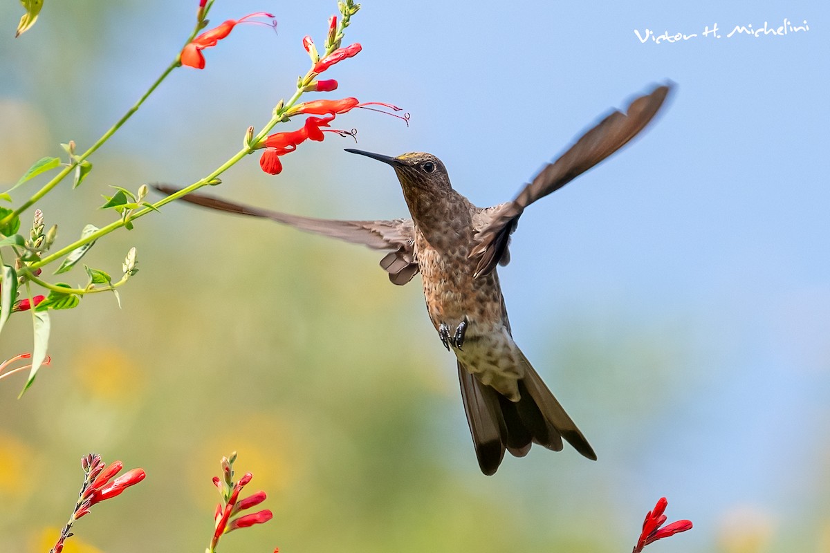 Giant Hummingbird - ML619148355