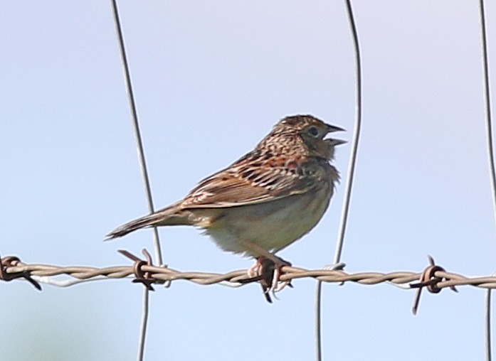 Grasshopper Sparrow - ML619148358
