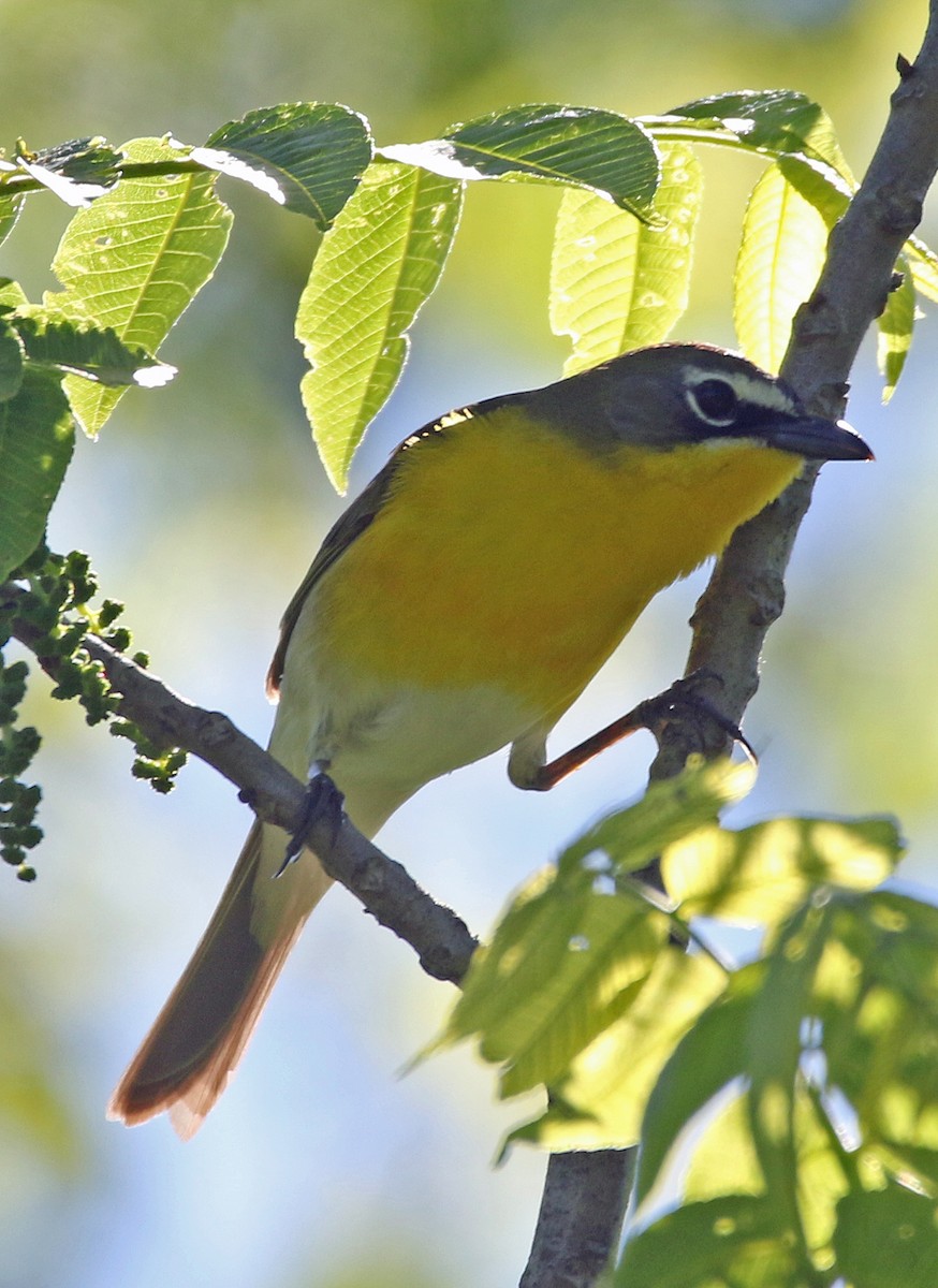 Yellow-breasted Chat - ML619148374