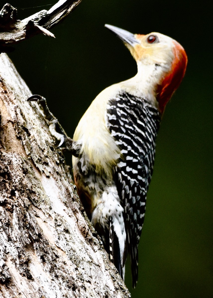 Red-bellied Woodpecker - ML619148404