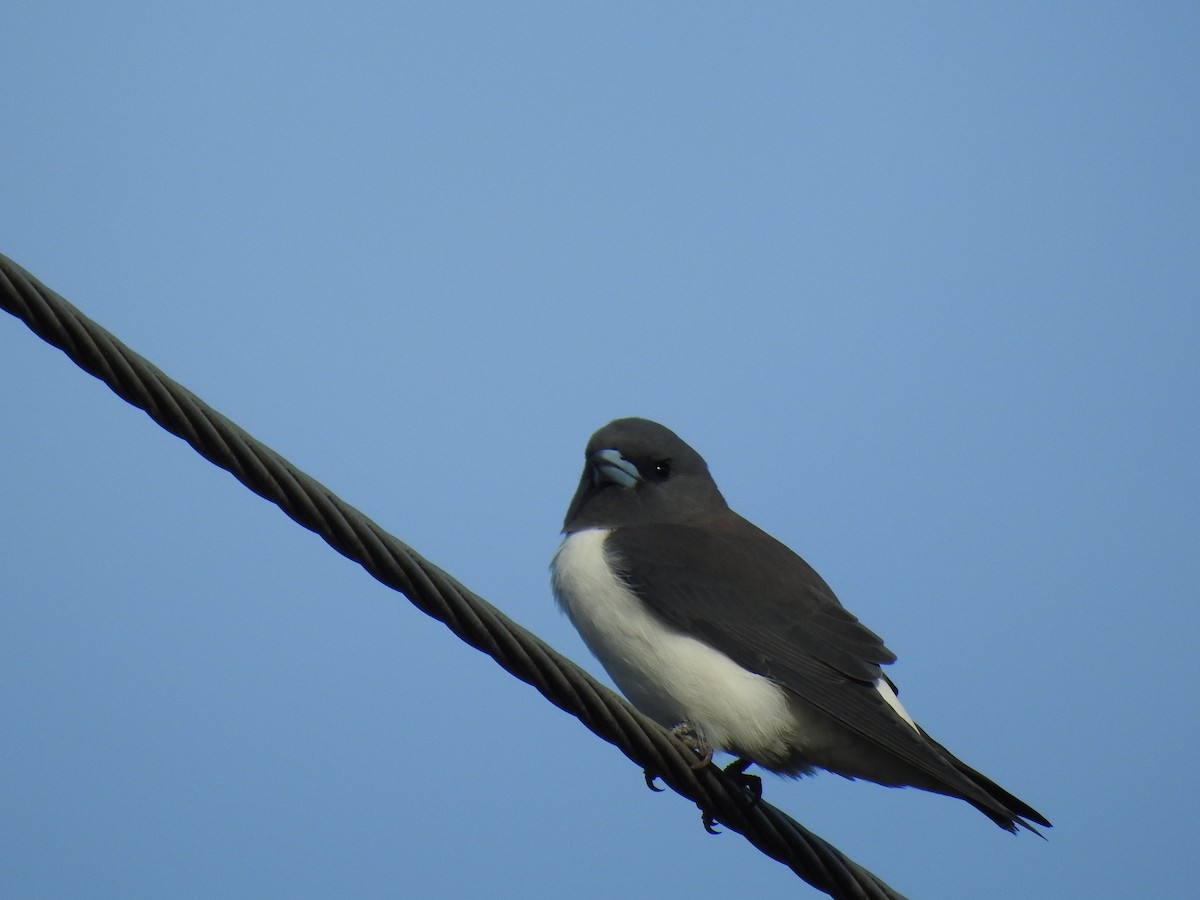 White-breasted Woodswallow - ML619148407