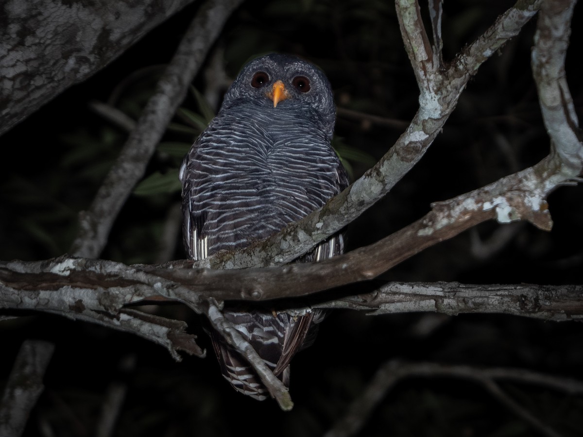 Black-banded Owl - ML619148412