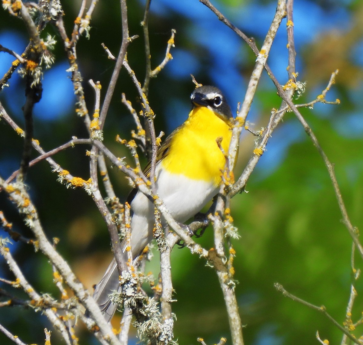 Yellow-breasted Chat - ML619148419