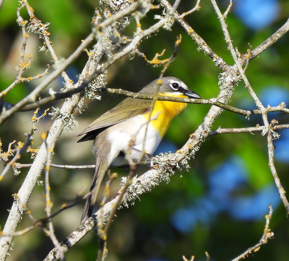 Yellow-breasted Chat - ML619148420