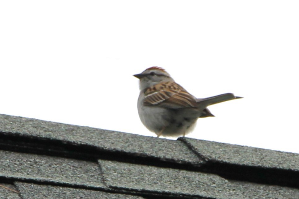 Chipping Sparrow - ML619148421
