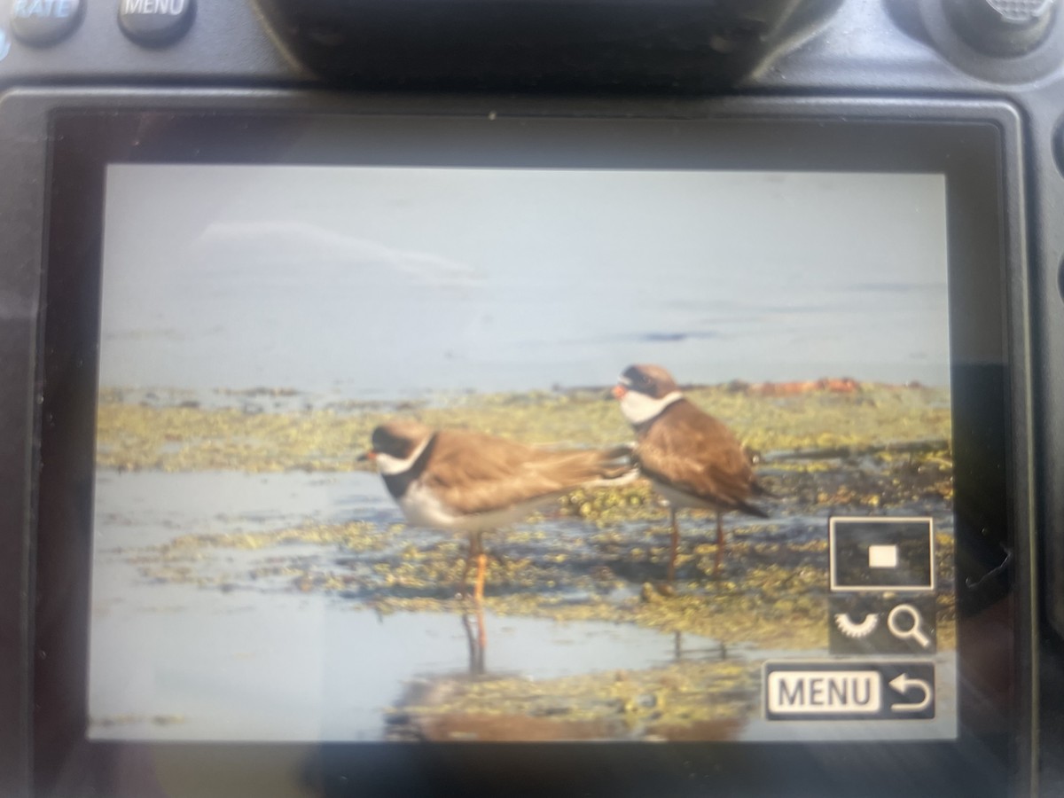 Semipalmated Plover - ML619148428