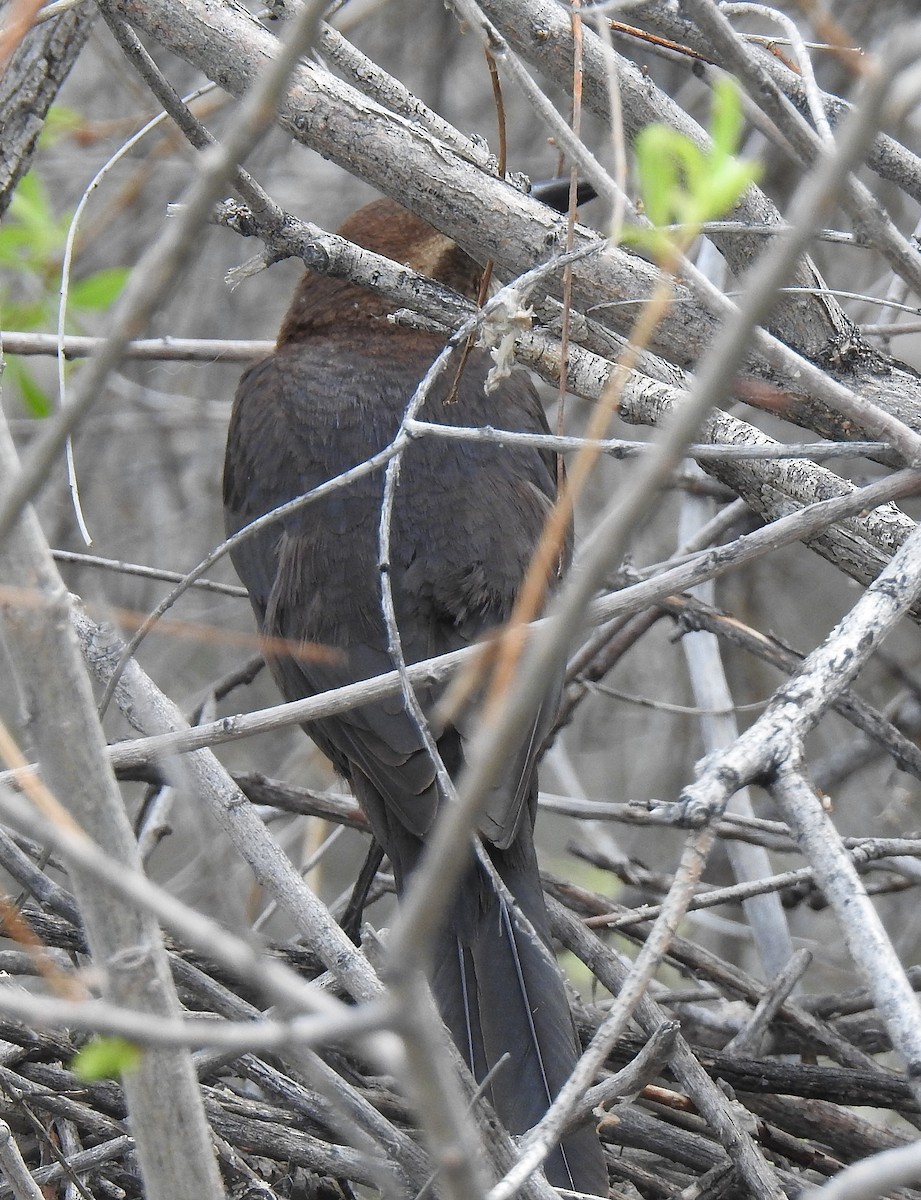 Great-tailed Grackle - ML619148434