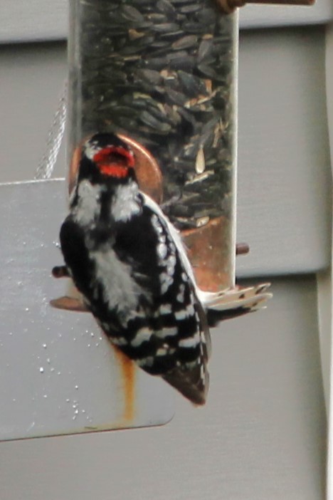 Downy Woodpecker - ML619148439