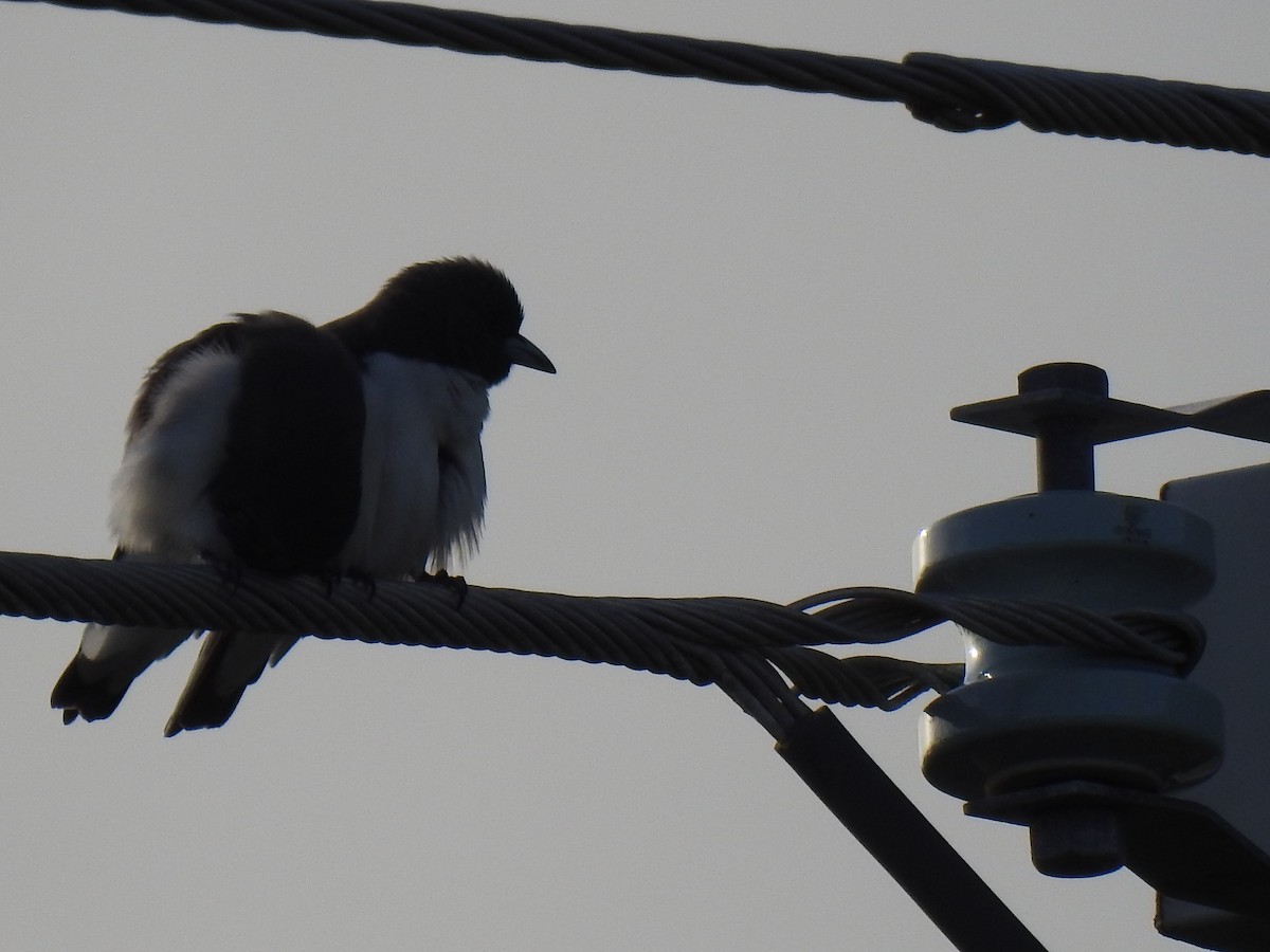 White-breasted Woodswallow - ML619148450