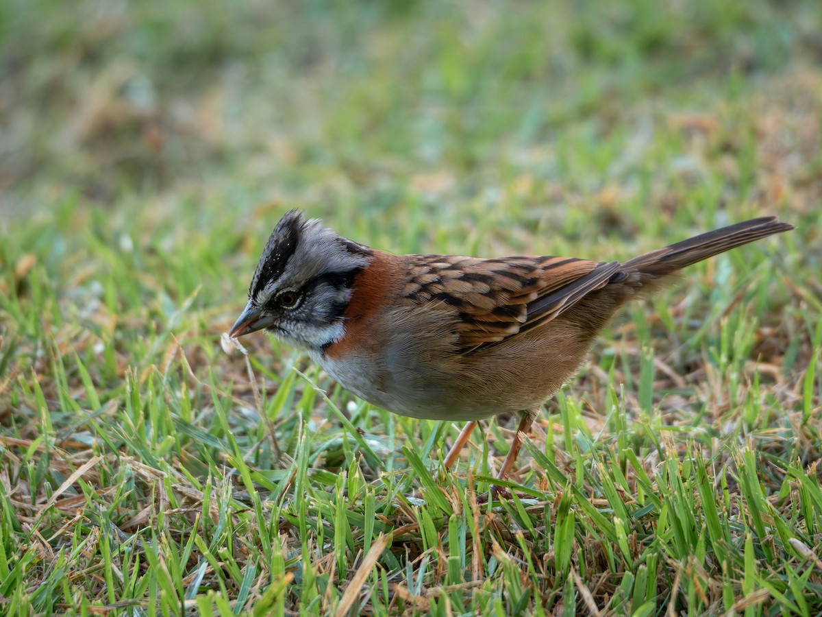 Rufous-collared Sparrow - ML619148485
