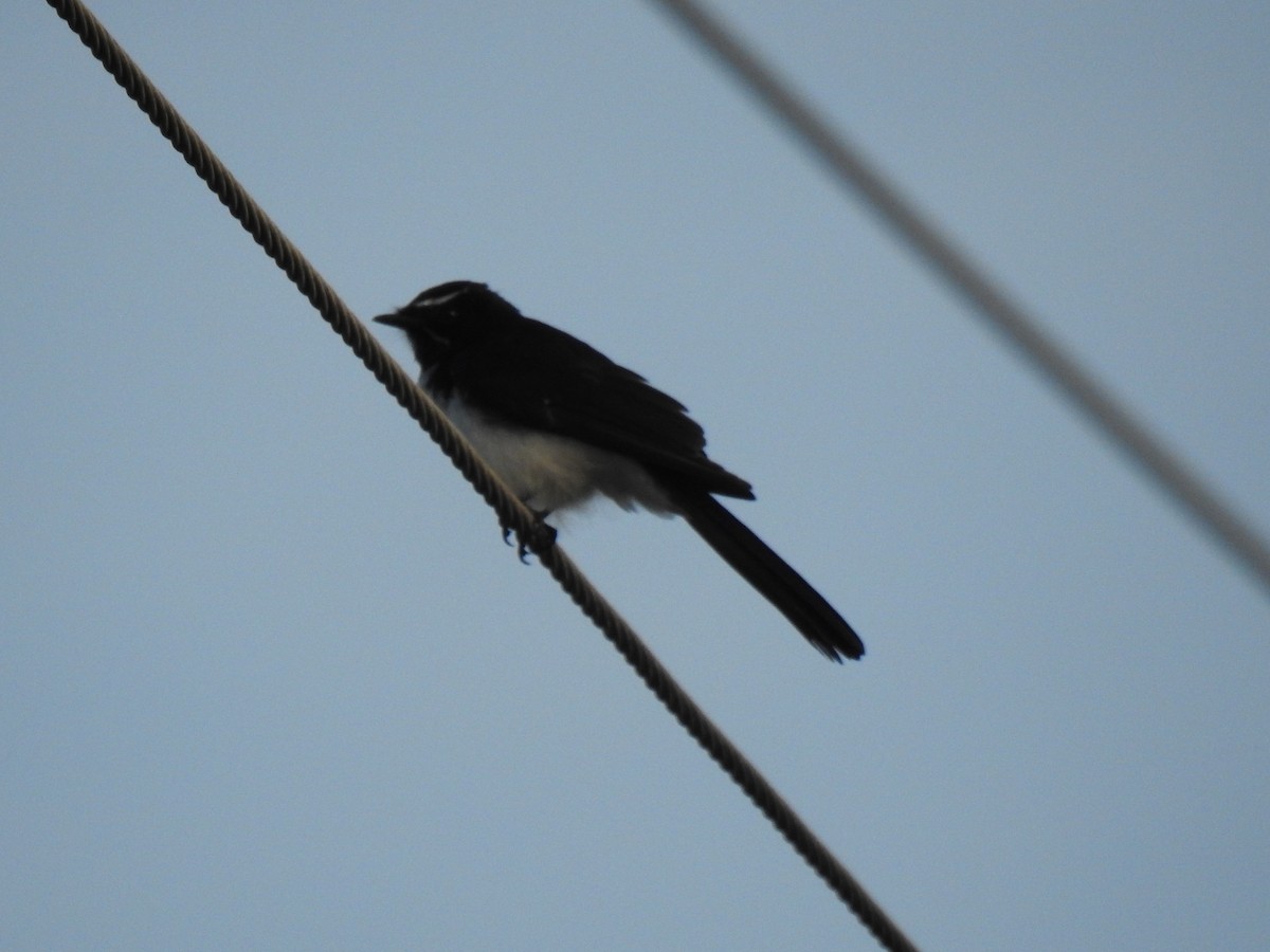 Willie-wagtail - ML619148512