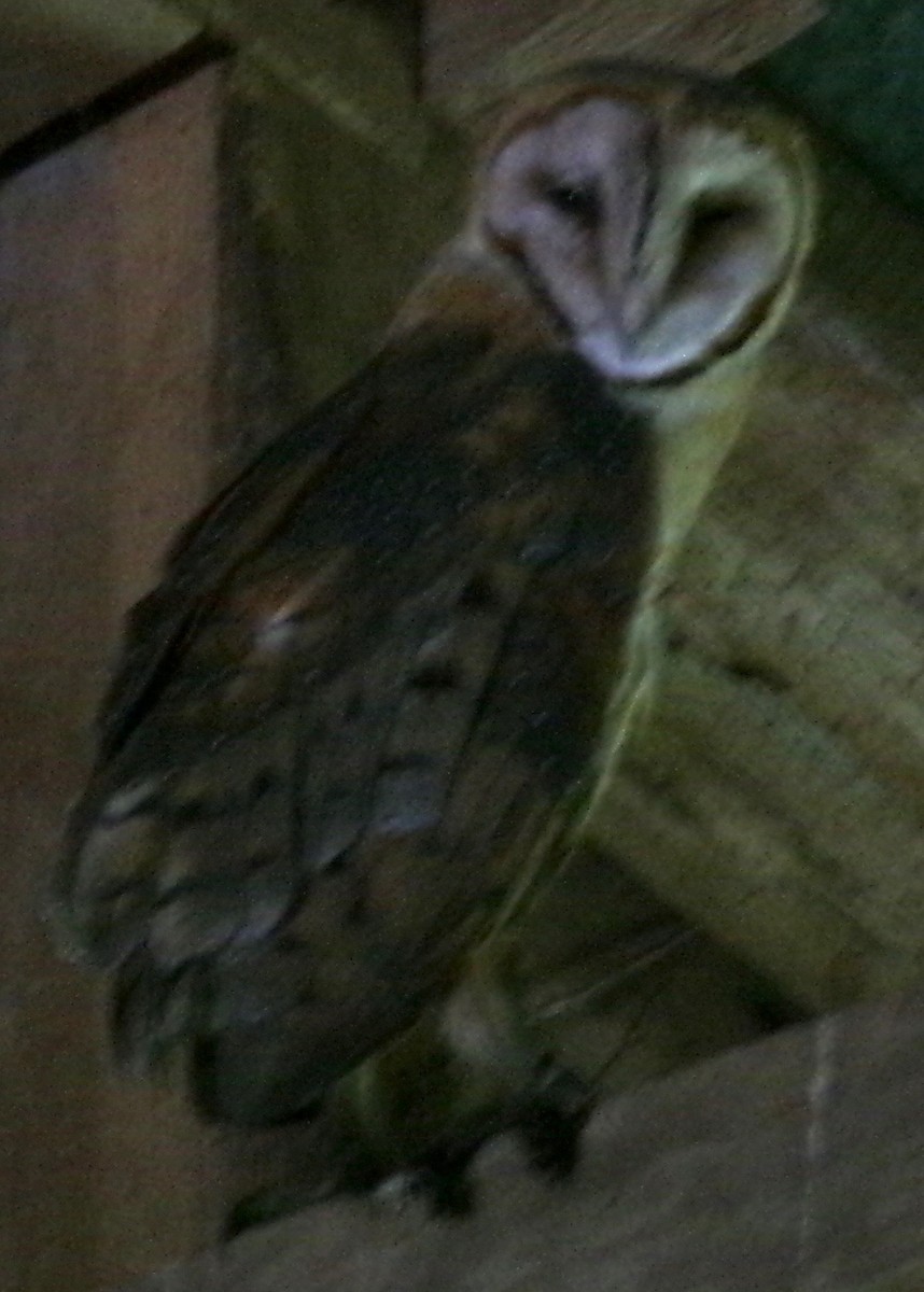 Barn Owl - ML619148524