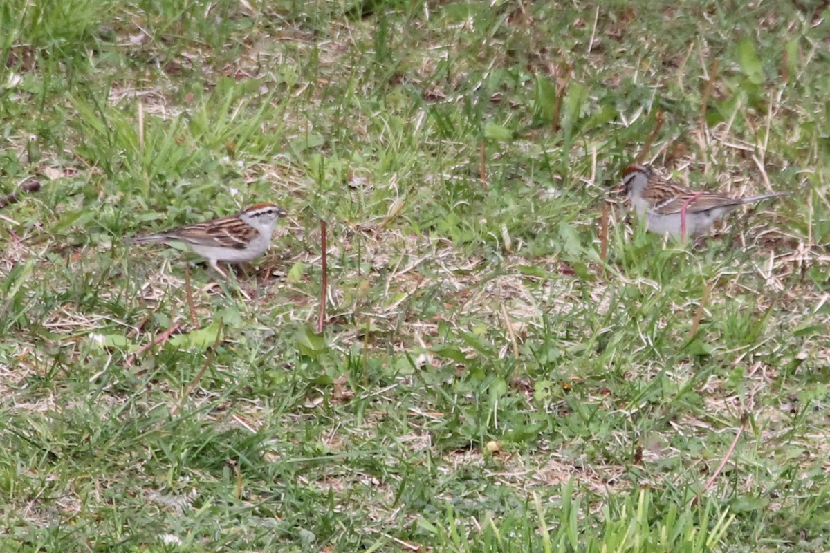Chipping Sparrow - ML619148526
