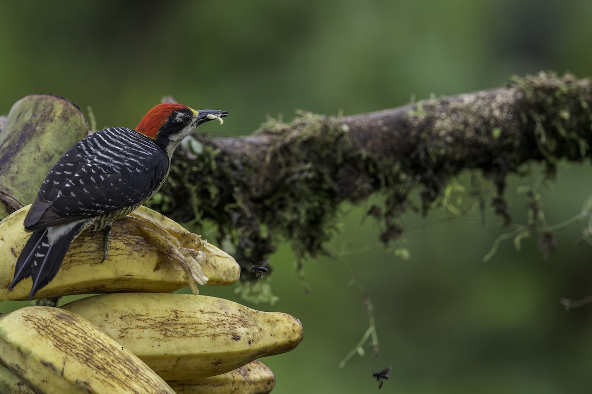 Black-cheeked Woodpecker - ML619148538