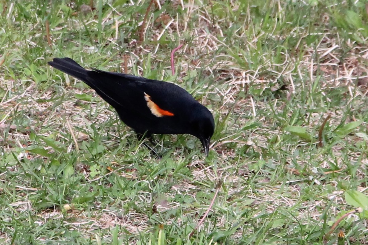 Red-winged Blackbird - ML619148544