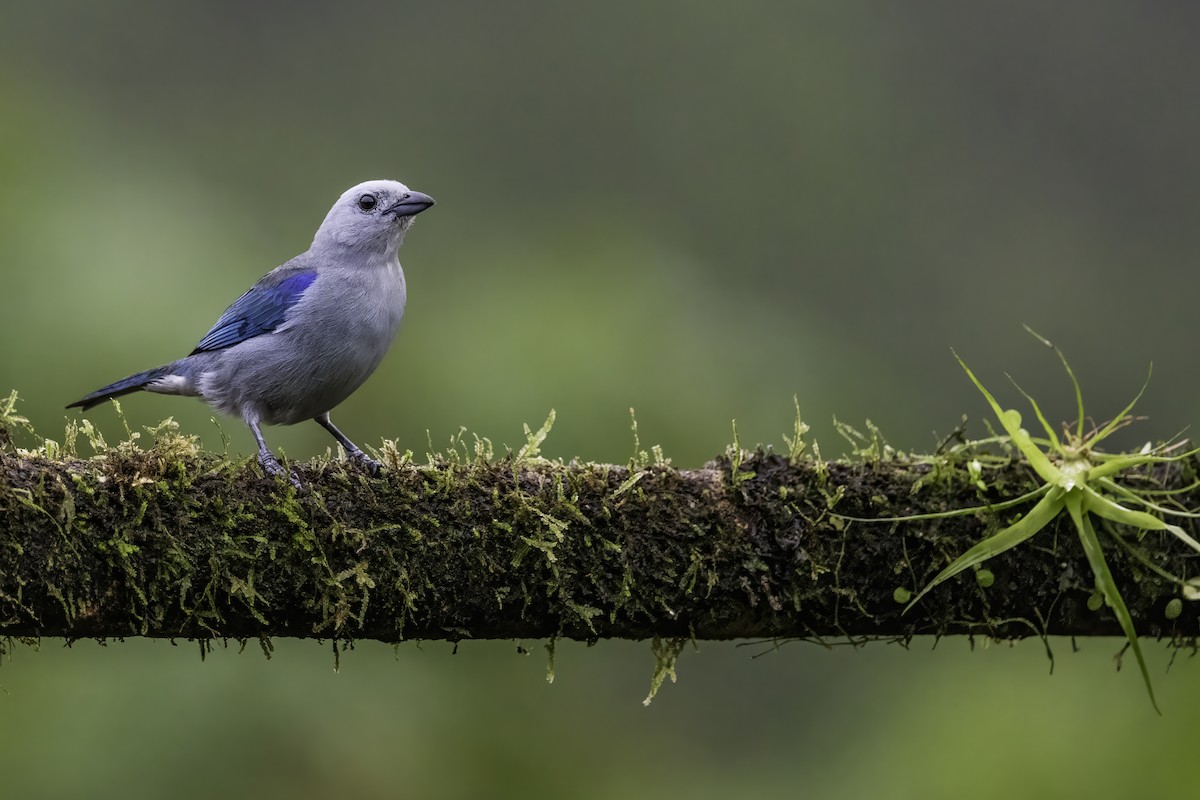 Blue-gray Tanager - ML619148560