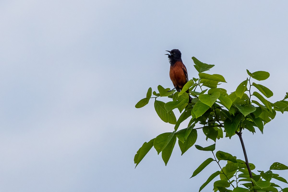 Orchard Oriole - ML619148589