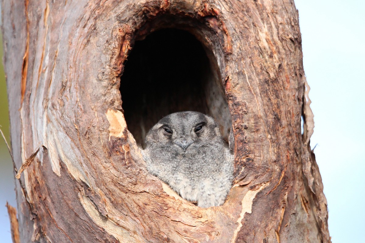 Australian Owlet-nightjar - ML619148687
