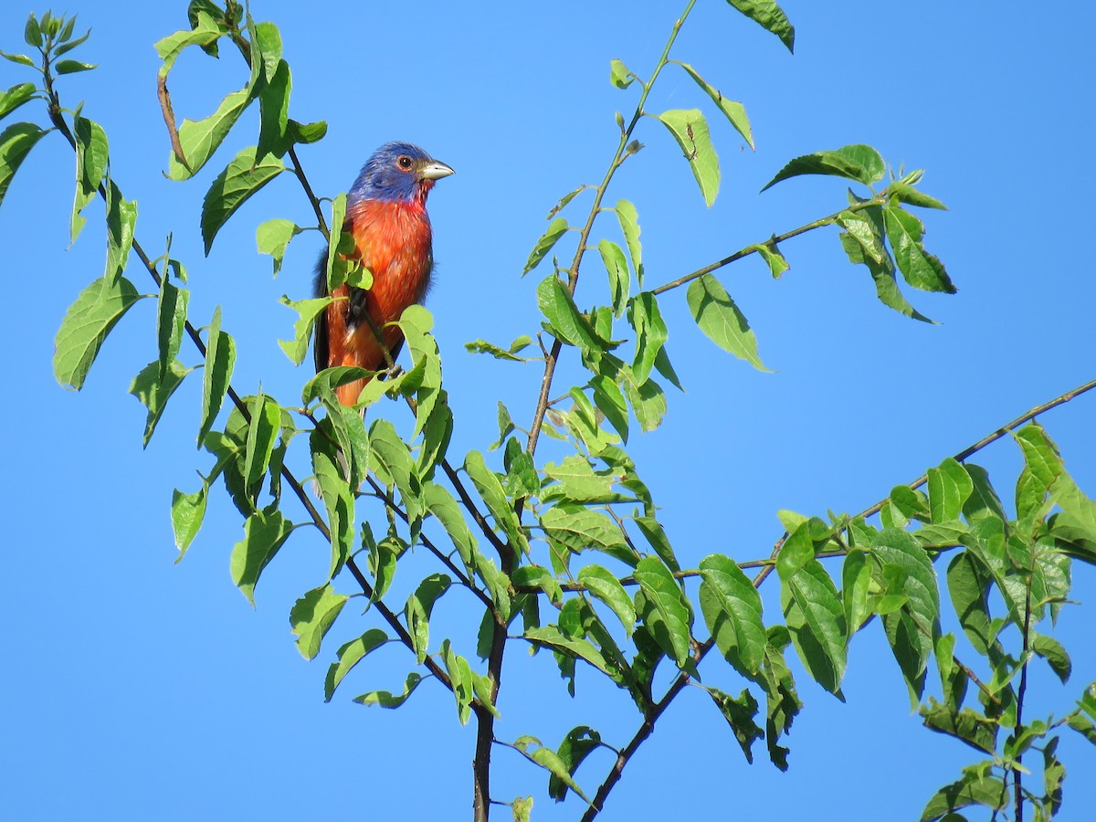 Painted Bunting - ML619148689