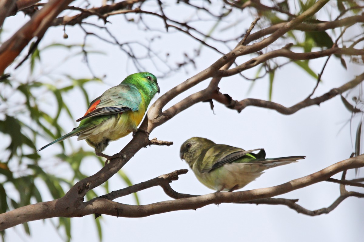 Red-rumped Parrot - ML619148696