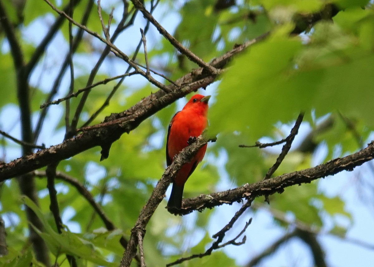 Scarlet Tanager - ML619148725