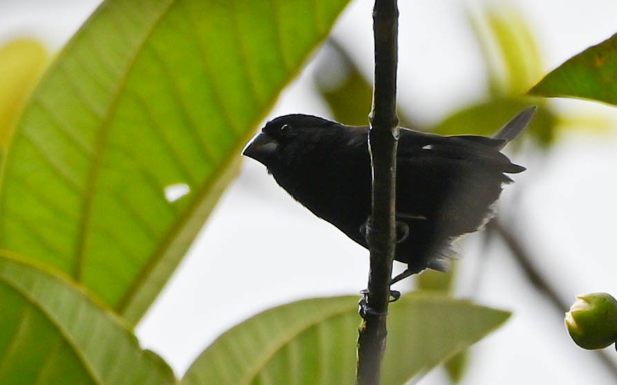 Thick-billed Seed-Finch - ML619148739