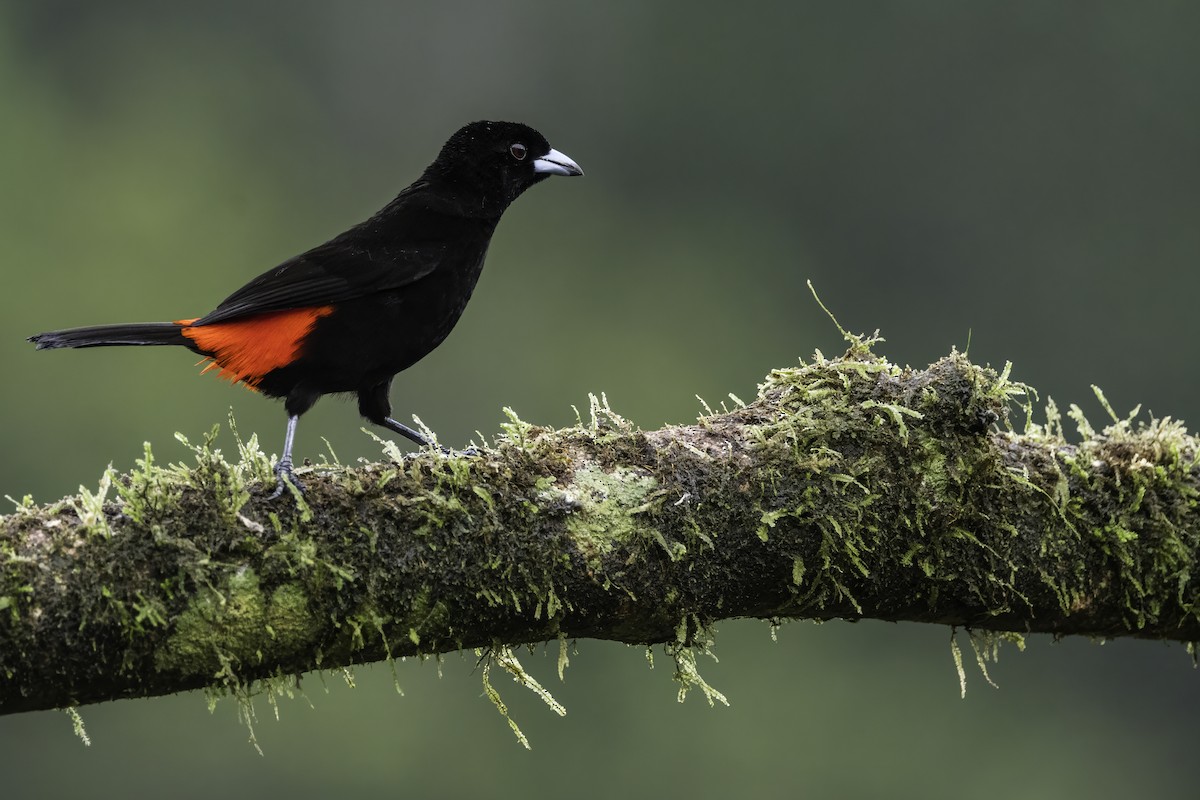 Scarlet-rumped Tanager - ML619148768