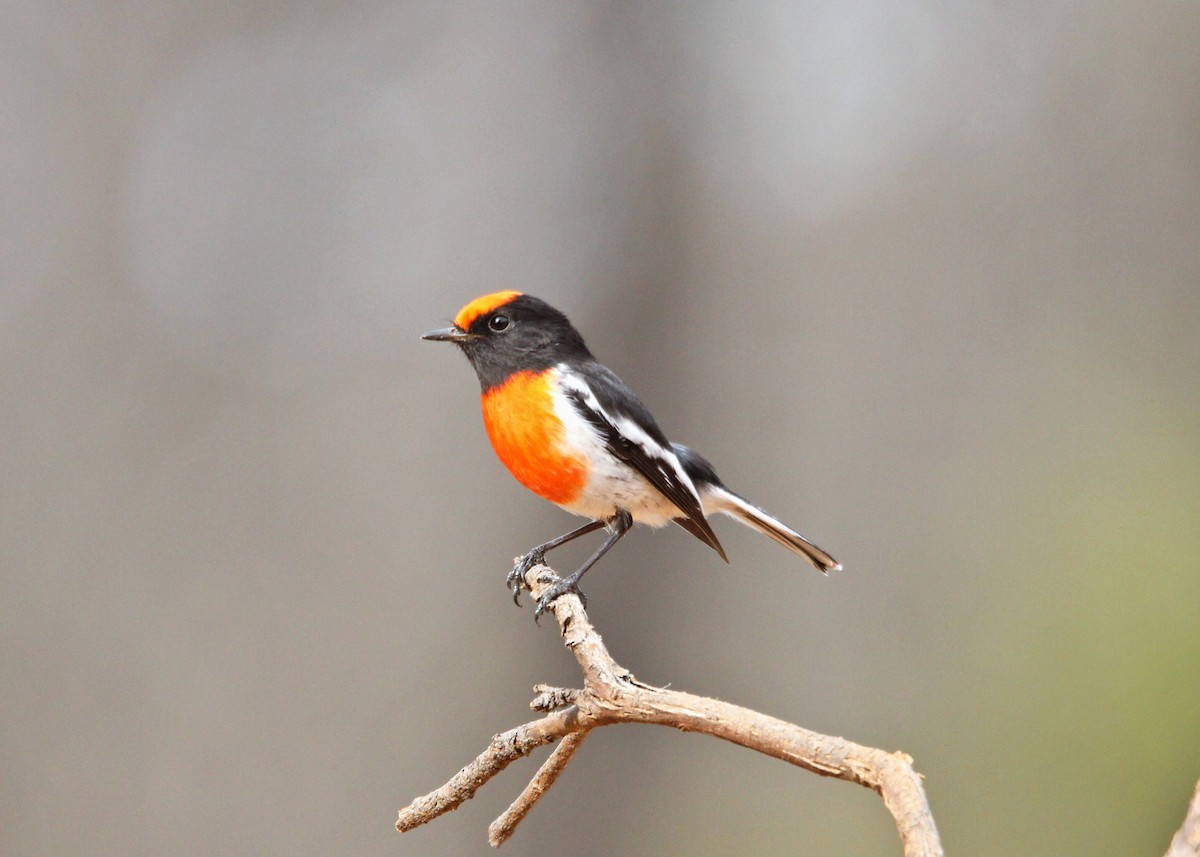 Red-capped Robin - ML619148769
