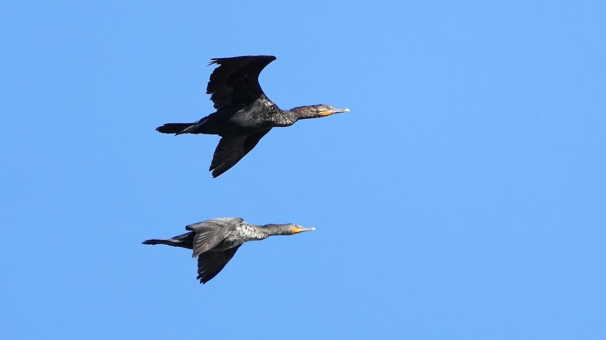 Double-crested Cormorant - ML619148888