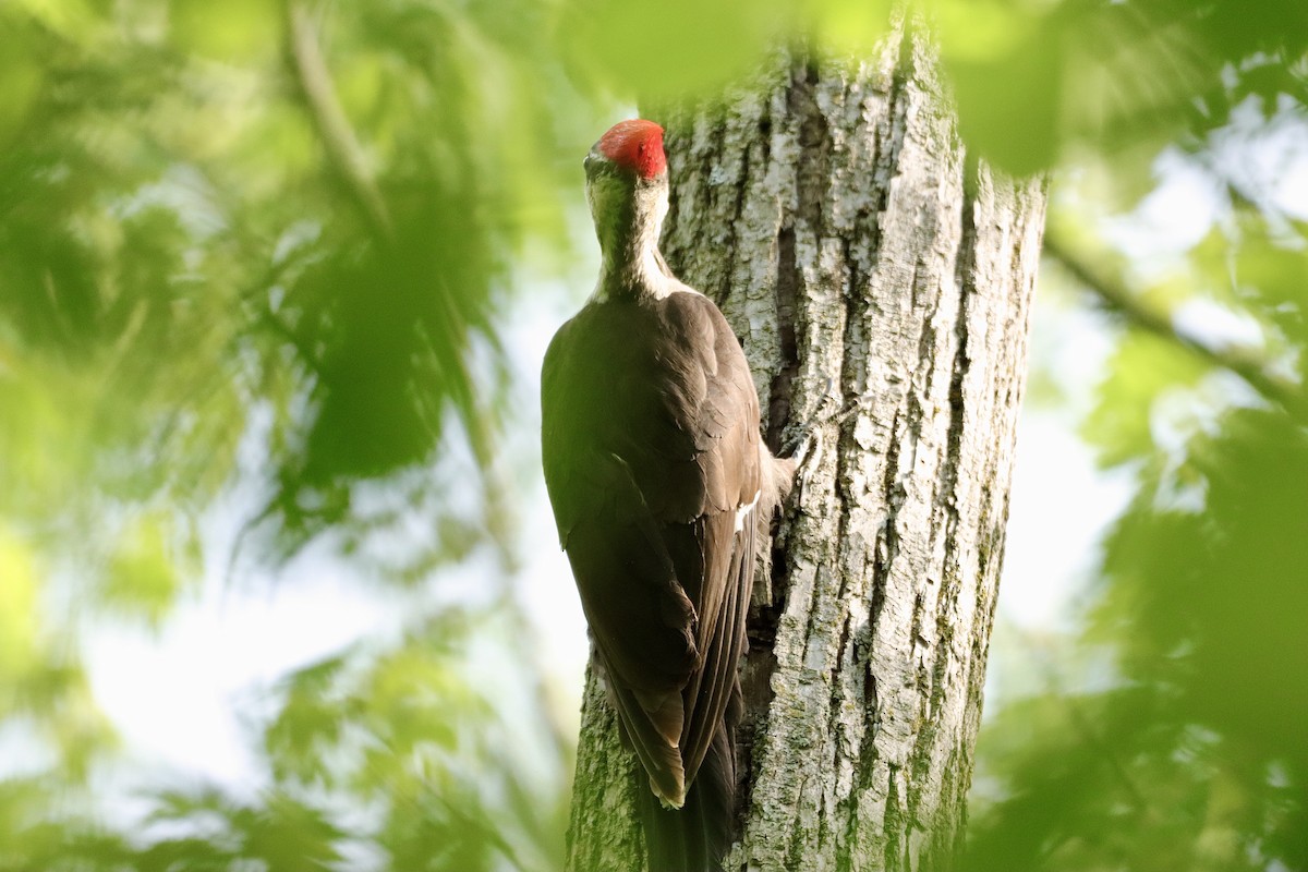 Pileated Woodpecker - ML619148916
