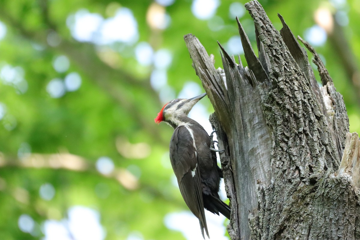 Pileated Woodpecker - ML619148917