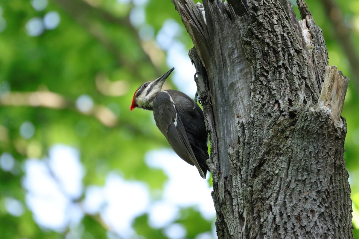 Pileated Woodpecker - ML619148920