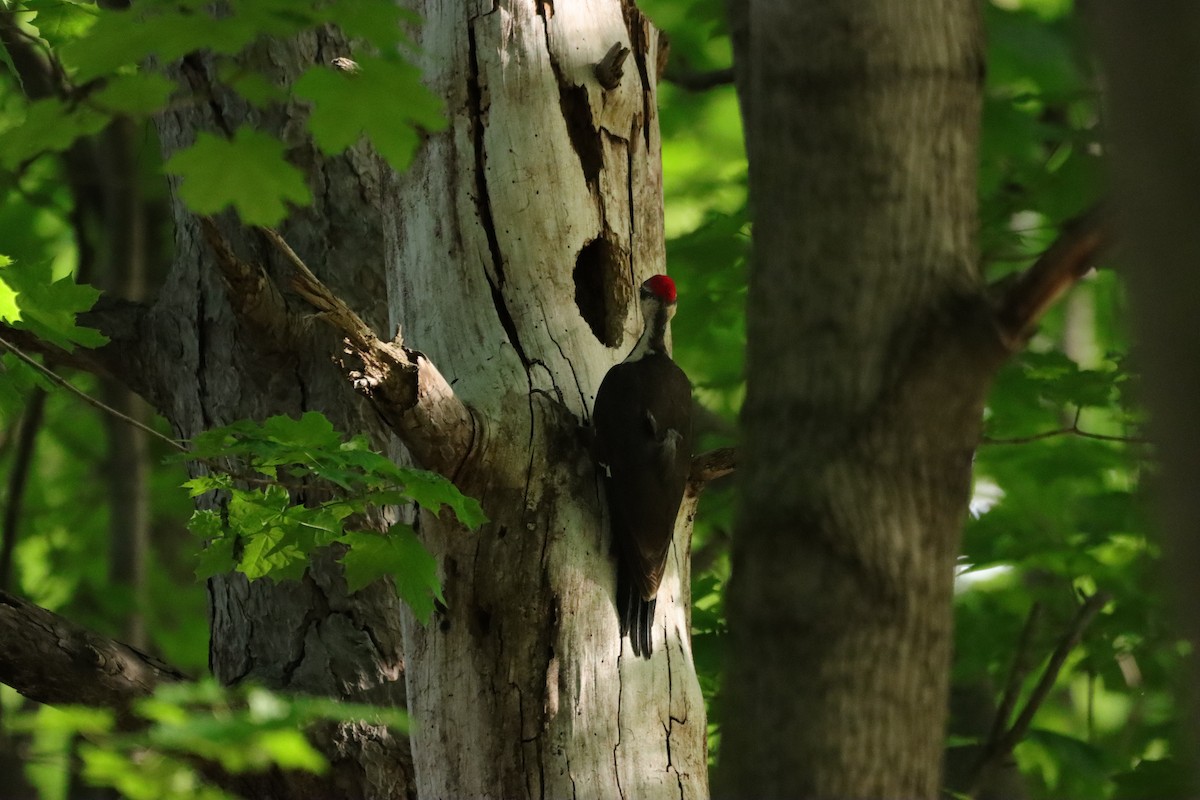 Pileated Woodpecker - ML619148921
