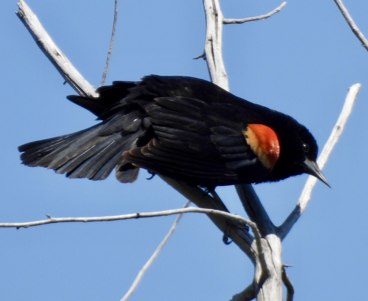 Red-winged Blackbird - ML619148966