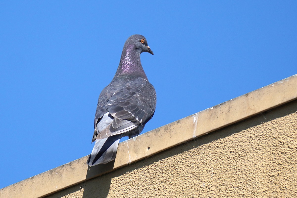 Rock Pigeon (Feral Pigeon) - ML619148972