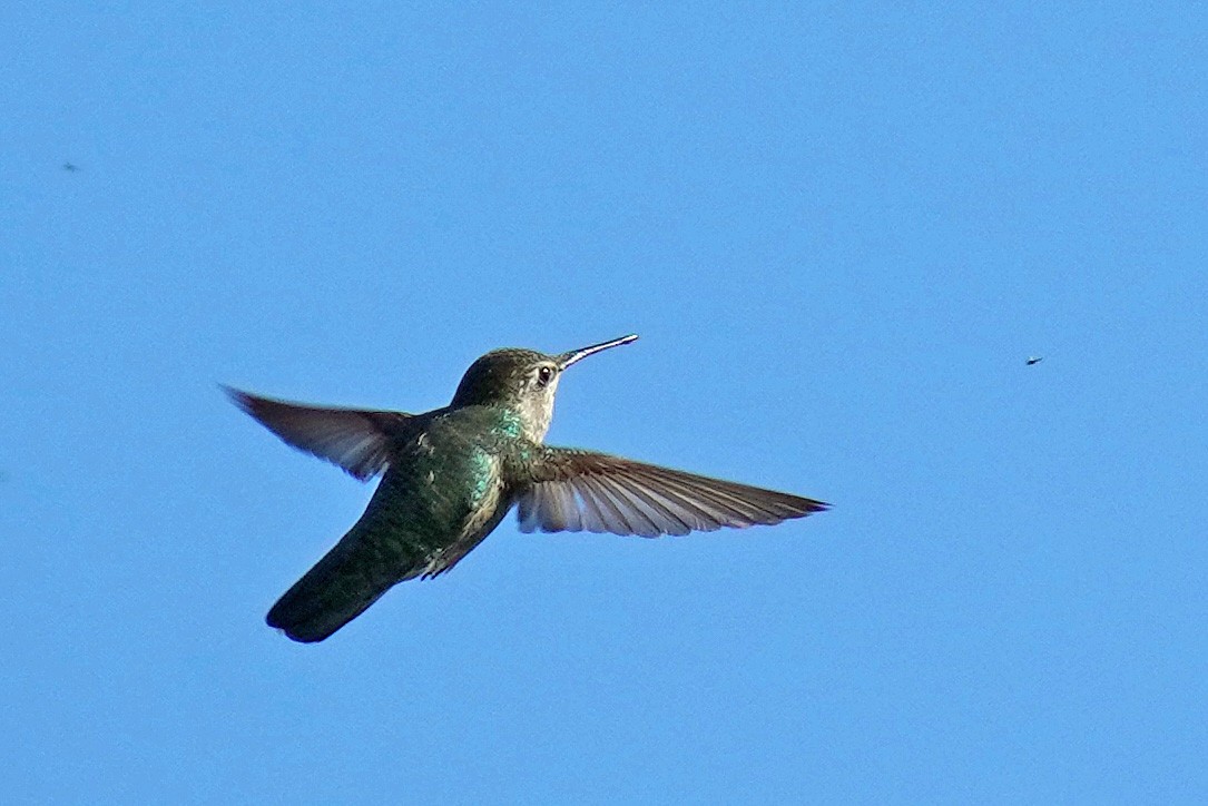 Anna's Hummingbird - ML619148993