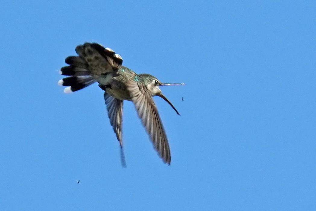 Anna's Hummingbird - ML619148994