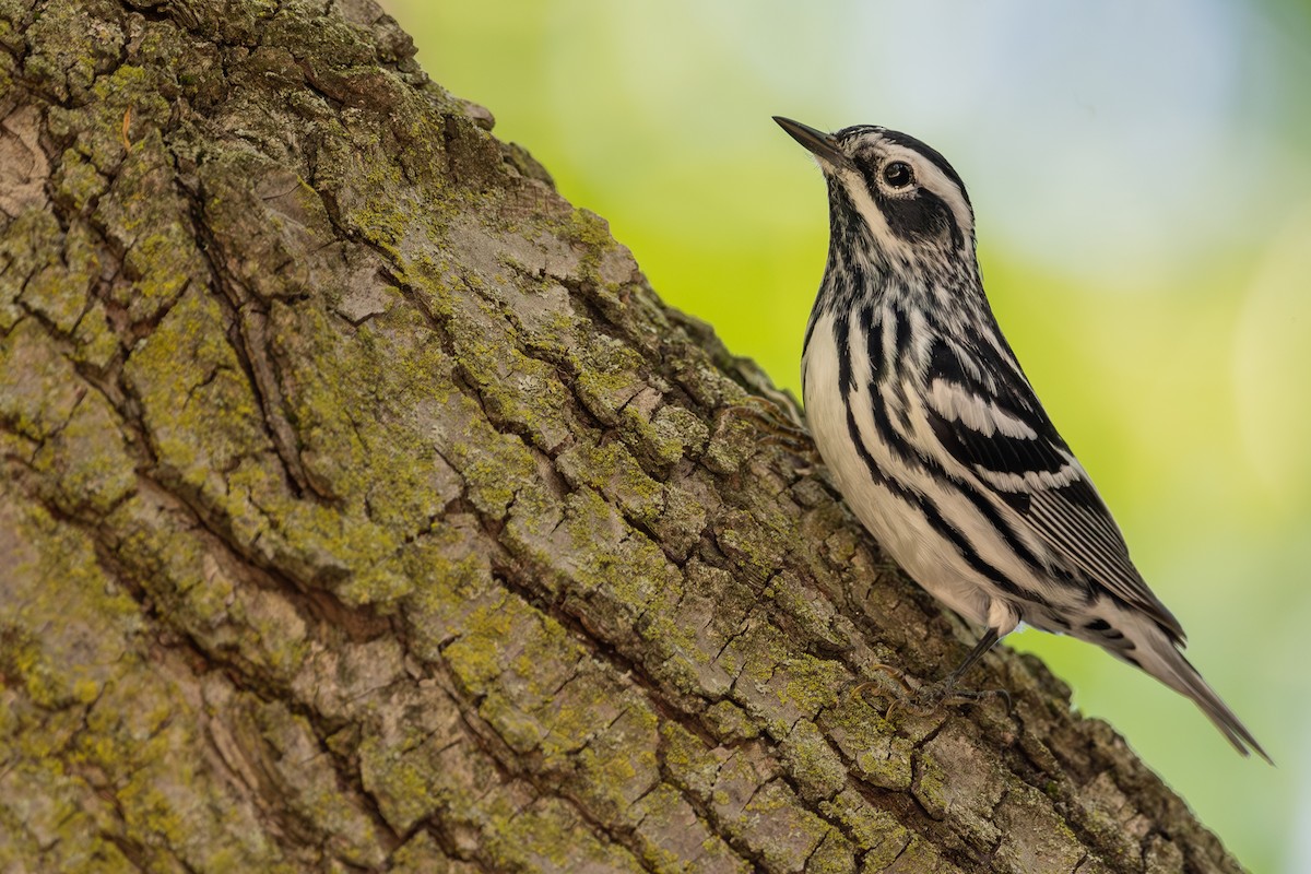 Black-and-white Warbler - ML619149001