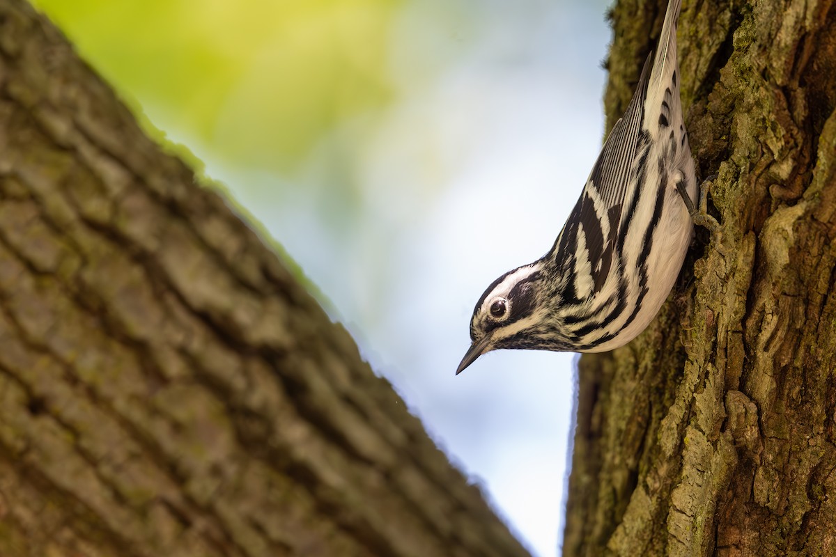 Black-and-white Warbler - ML619149008