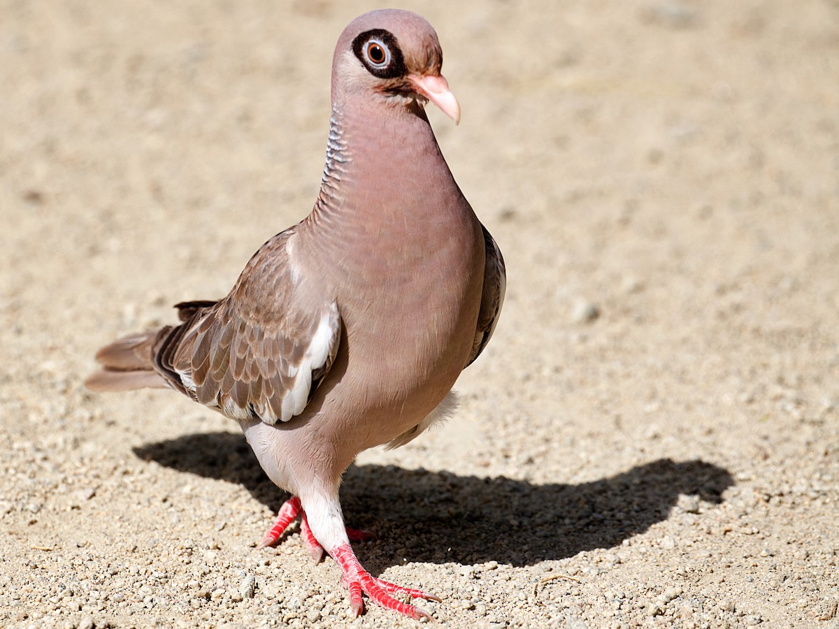 Bare-eyed Pigeon - ML619149078