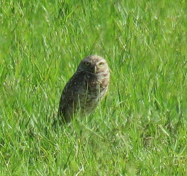 Burrowing Owl - ML619149087