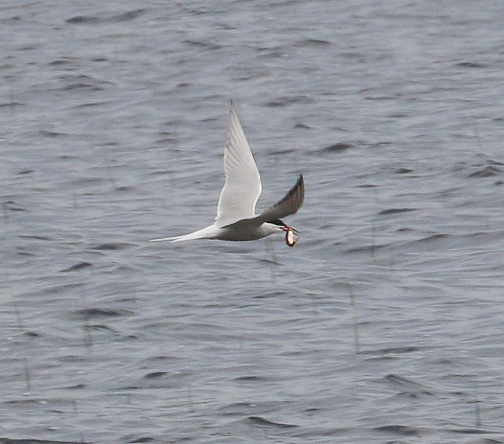 Common Tern - ML619149094